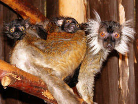 Смотреть фото Животные - символы Фото Животные - символы