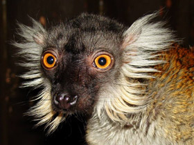 Чёрный лемур Чёрный лемур