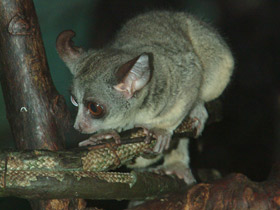 Смотреть фото Сенегальский галаго Фото Сенегальский галаго