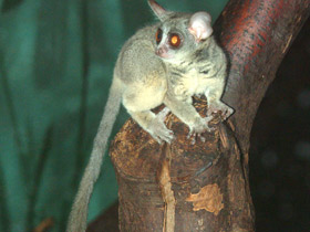 Смотреть фото Сенегальский галаго Фото Сенегальский галаго