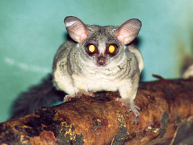 Смотреть фото Сенегальский галаго Фото Сенегальский галаго