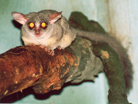 Смотреть фото Сенегальский галаго Фото Сенегальский галаго