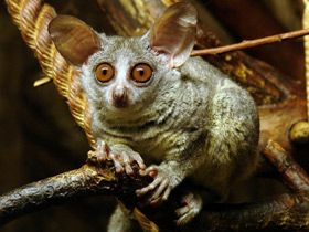 Сенегальский галаго Сенегальский галаго