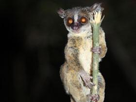 Смотреть фото Рондский галаго Фото Рондский галаго