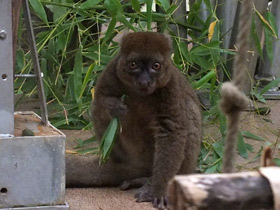 Смотреть фото Большой бамбуковый лемур Фото Большой бамбуковый лемур
