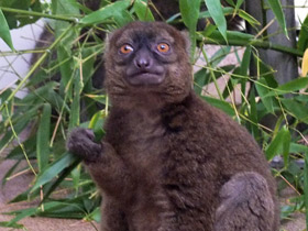 Смотреть фото Большой бамбуковый лемур Фото Большой бамбуковый лемур