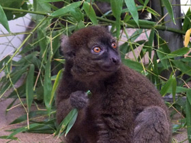 Смотреть фото Большой бамбуковый лемур Фото Большой бамбуковый лемур