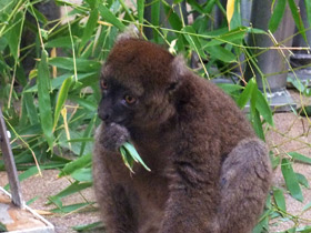 Смотреть фото Большой бамбуковый лемур Фото Большой бамбуковый лемур