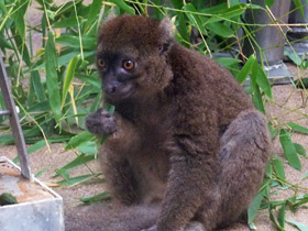 Смотреть фото Большой бамбуковый лемур Фото Большой бамбуковый лемур