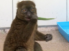 Смотреть фото Большой бамбуковый лемур Фото Большой бамбуковый лемур