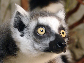 Смотреть фото Кошачий лемур Фото Кошачий лемур