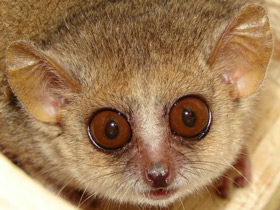 Серый мышиный лемур Серый мышиный лемур