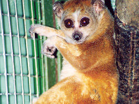 Фото Толстый лори