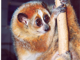 Фото Толстый лори