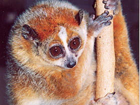 Фото Толстый лори