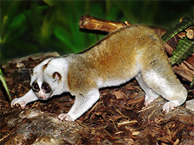 Фото Толстый лори