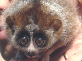 Фото Карликовый, или малый лори