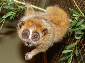 Фото Карликовый, или малый лори