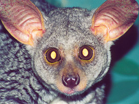 Фото Толстохвостый галаго