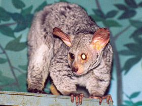 Фото Толстохвостый галаго