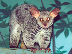 Фото Толстохвостый галаго