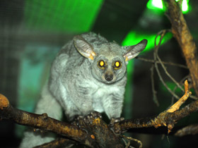 Фото Толстохвостый галаго