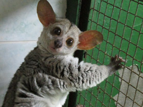 Фото Толстохвостый галаго