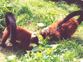 Смотреть фото Рыжий вари Фото Рыжий вари