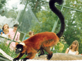 Смотреть фото Рыжий вари Фото Рыжий вари