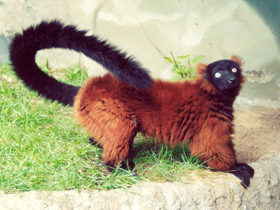 Смотреть фото Рыжий вари Фото Рыжий вари