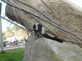 Фото Лемур вари