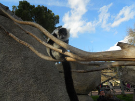 Фото Лемур вари