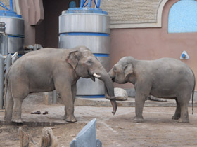 Смотреть фото Каких животных можно научить говорить Фото Каких животных можно научить говорить