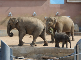 Смотреть фото Индийский слон Фото Индийский слон