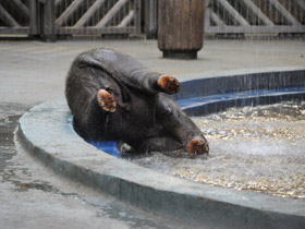 Смотреть фото Индийский слон Фото Индийский слон