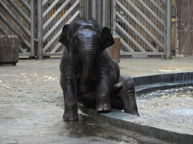 Смотреть фото Индийский слон Фото Индийский слон
