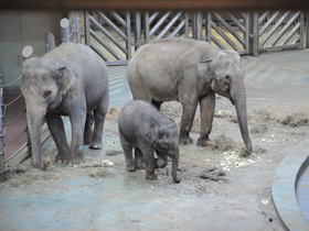 Смотреть фото Индийский слон Фото Индийский слон
