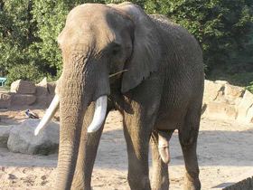 Смотреть фото 10 интересных фактов о слонах Фото 10 интересных фактов о слонах