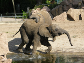 Смотреть фото Самые громкие животные в мире Фото Самые громкие животные в мире