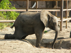 Смотреть фото Африканский слон Фото Африканский слон