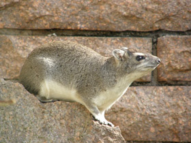 Смотреть фото Даман Брюса Фото Даман Брюса