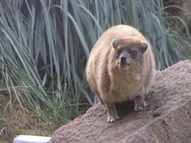 Смотреть фото Капский даман Фото Капский даман