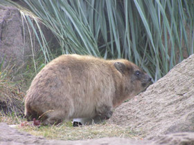 Смотреть фото Капский даман Фото Капский даман
