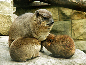 Смотреть фото Капский даман Фото Капский даман