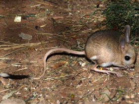 Фото Малый тушканчик