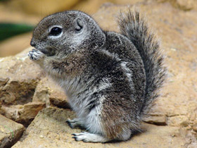 Смотреть фото Антилоповый суслик Фото Антилоповый суслик