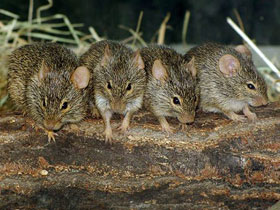 Смотреть фото Слепые крысы Фото Слепые крысы