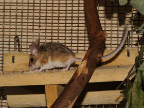 Смотреть фото Мышевидный хомяк Фото Мышевидный хомяк