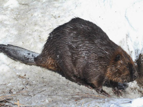 Смотреть фото Бобр Фото Бобр