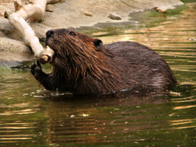 Смотреть фото Бобр Фото Бобр